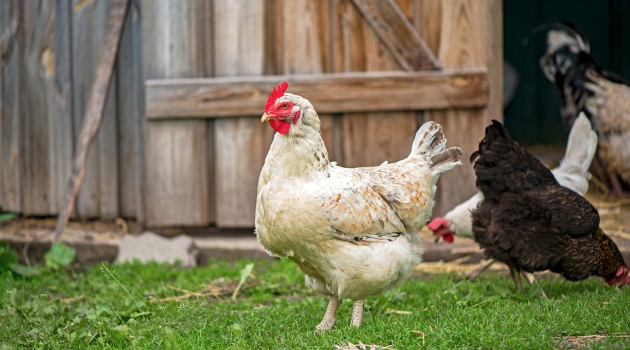 backyard chickens